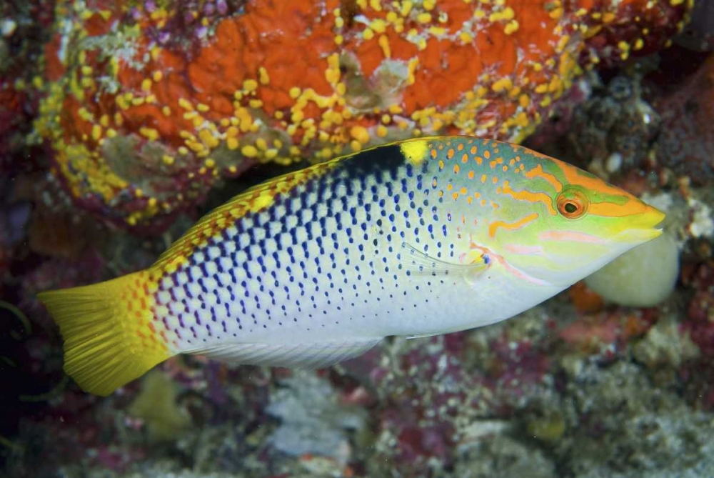 Colorful wrasse, Raja Ampat, Papua, Indonesia